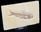 Bargain Knightia Fossil Fish - Wyoming #27663-1